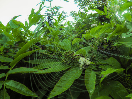 spider web on leafの写真素材