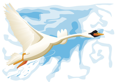 Swan flyingのイラスト素材