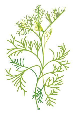 davana Plantのイラスト素材