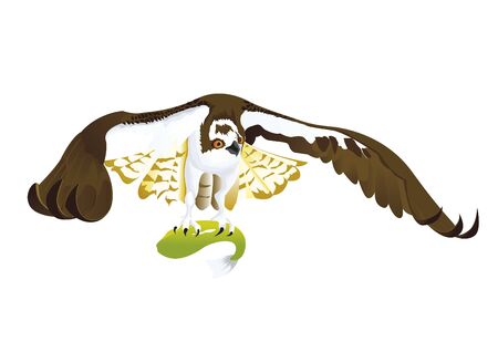 Osprey with his fish foodのイラスト素材