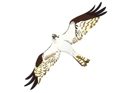 Osprey look in the skyのイラスト素材