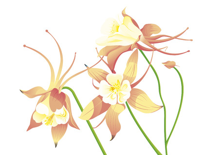 Orange granny's bonnetのイラスト素材