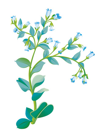 Oysterleaf for saladのイラスト素材