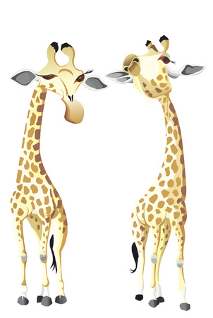two giraffes in africa  Vector illustration isolated on white background.のイラスト素材