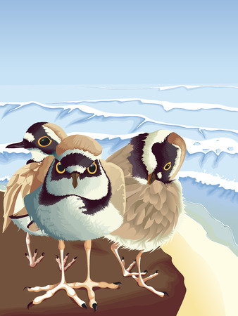 Three plovers in colorのイラスト素材