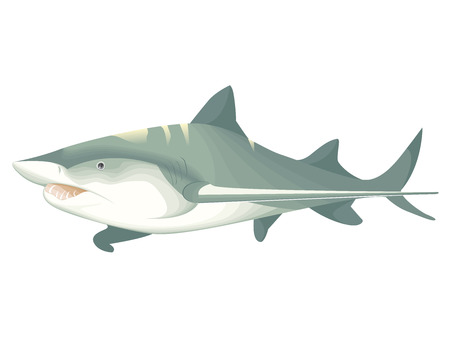 The shark alone in colorのイラスト素材