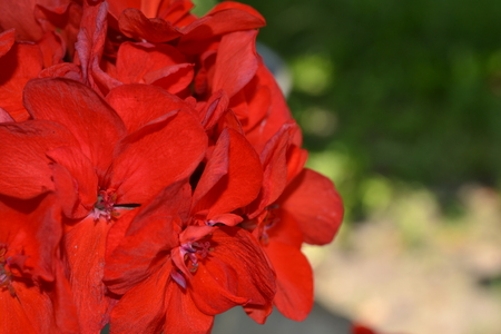 Pelargonium. Garden plants. Geranium red. Flower. Useful houseplant. Close-up. Horizontal photoの写真素材
