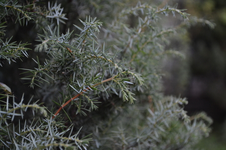Juniper. Juniperus communis. The branches of a juniper. Juniper berries. Garden. Flowerbed. Horizontal photoの写真素材