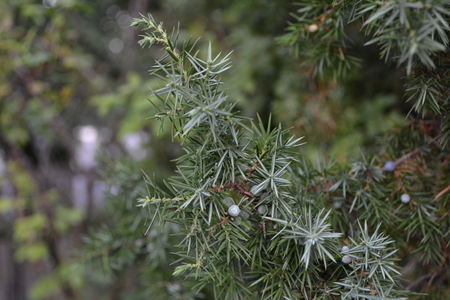 Juniper. Juniperus communis. The branches of a juniper. Juniper berries. Close-up. Flowerbed....