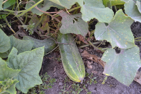 Cucumber. Cucumis sativus. The fruits of cucumber. Cucumber growing in the garden. Garden. Field. Cultivation of vegetables. Agriculture. Horizontal photoの写真素材