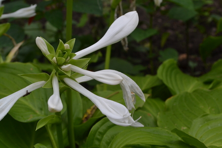 Hosta. Hosta plantaginea. Hemerocallis japonica. Large leaves are green in color. White flower similar to a lily. Garden. Flowerbedの写真素材