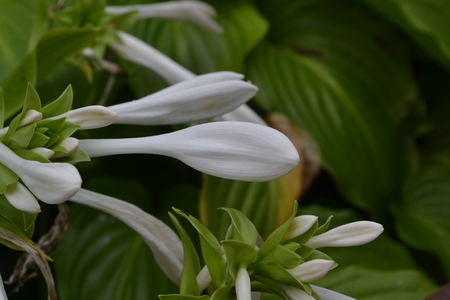 Hosta. Hosta plantaginea. Hemerocallis japonica. Floral bushes. Large leaves are green in color. White flower similar to a lily. Garden. Flowerbedの写真素材
