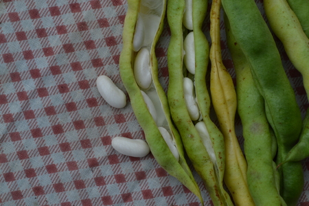 Beans. Phaseolus. Bean Seeds. Legumes. Kitchen. Recipes. Tablecloth. Before cooking. It is useful. Close-up. Horizontal photoの写真素材