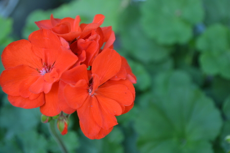 Geranium red. Pelargonium. Flower. Close-up. Beautiful inflorescence. Against the background of green leaves. Close-up. Horizontal photoの写真素材