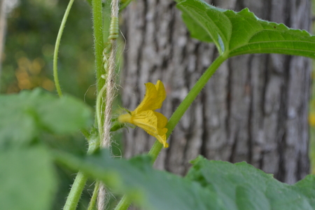 Cucumber. Cucumis sativus. Cucumber Leaves. Flowers cucumber. Cucumber growing in the garden. Garden. Cultivation of vegetablesの写真素材