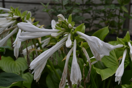 Hosta. Hosta plantaginea. Hemerocallis japonica. Floral bushes. Large leaves are green in color. White flower similar to a lily. Flowerbed. Flowers. Beautiful plantsの写真素材