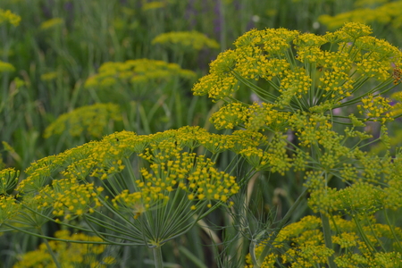 Dill. Anethum graveolens.  Short-lived annuals. Medicinal plant. dill flowers. On blurred background. Garden. Field. Growing herbs. Horizontalの写真素材