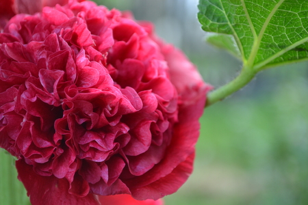 Mallow. Malva. Alcea. Large, curly flowers. The flower similar to a rose. Red, burgundy. Sun rays. Garden. Flowerbed. Horizontalの写真素材