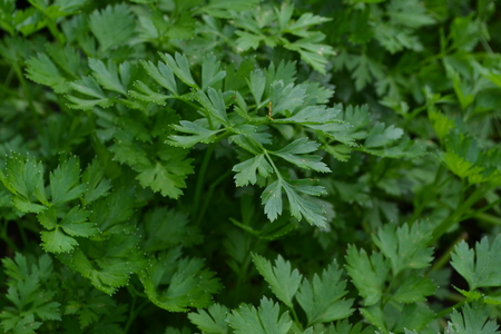 Parsley. Petroselinum. parsley leaves. Green leaves. Parsley growing in the garden. Close-up. Field. Farm. Agriculture. Growing herbs. Horizontal photoの写真素材