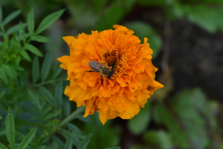Marigolds. Tagetes. Tagetes erecta. Flowers yellow or orange. Fluffy buds. Bee. Green leaves. Flowerbed. Growing flowers. Horizontalの写真素材