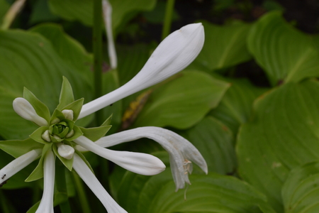 Hosta. Hosta plantaginea. Hemerocallis japonica. Floral bushes. Large leaves are green in color. White flower similar to a lily. Garden. Flowerbed. Flowers. Horizontalの写真素材