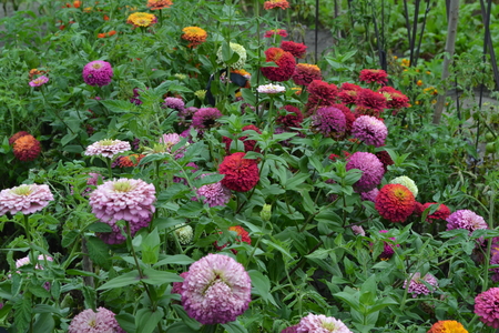 Flower major. Zinnia elegans. Many different colors of flowers - orange, pink, red. Garden. Field. Floriculture. Horizontalの写真素材