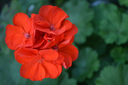 Geranium red. Pelargonium. Garden plants. Against the background of green leaves. Close-up. Horizontal photoの写真素材