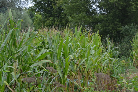 Corn. Zea mays subsp. mays. Corn grows in the garden. Flowers corn. Farm. Field. Gardenの写真素材