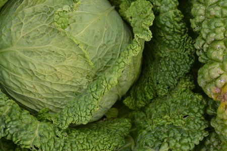 Cabbage. Brassica oleracea. The garden. Cabbage close-up. Savoy Cabbageの写真素材