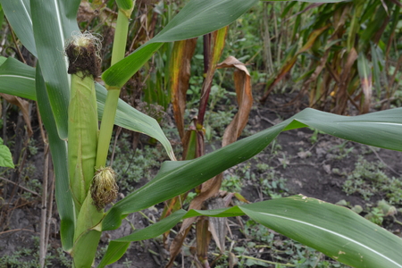 Corn. Zea mays subsp. mays. Corn grows in the garden. Flowers corn. Farm. Field. Garden. Close-up. Horizontal photoの写真素材