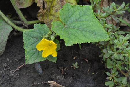 Cucumber. Cucumis sativus. Cucumber Leaves. Flowers cucumber. Purslane. Portulaca oleracea. Cucumber growing in the garden. Garden. Field. Cultivation of vegetables. Agriculture. Horizontal photoの写真素材