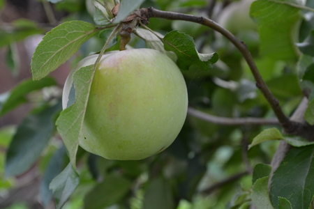 Apple. Grade Florina. Apples average maturity. Fruits apple on the branch. Apple tree. Agriculture. Growing fruits. Garden. Farm. Close-up. Horizontalの写真素材