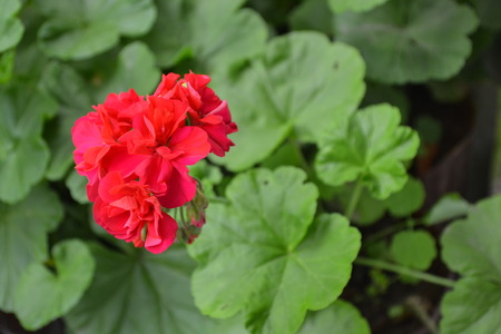 Pelargonium. Garden plants. Geranium pink. Useful houseplant. Beautiful inflorescence. Close-up. Horizontal photo. On blurred backgroundの写真素材