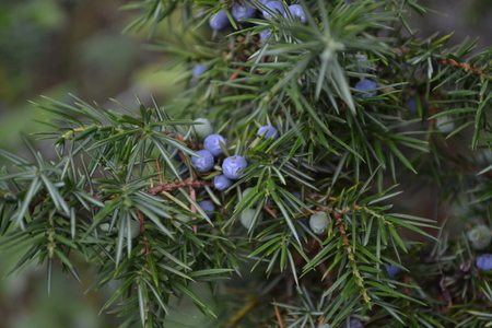 Juniper. Juniperus communis. The branches of a juniper. Juniper berries. Close-up. Garden. Flowerbed. Horizontal photoの写真素材