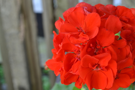 Pelargonium. Garden plants. Geranium red. Flower. Useful houseplant.  Horizontal photoの写真素材