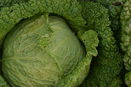 Cabbage close-up. Brassica oleracea. Cabbage in the garden. Cabbage close-up. Savoy Cabbageの写真素材