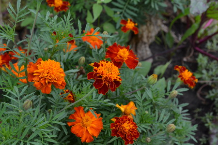 Marigolds. Tagetes. Flowers yellow or orange. Green leaves. Garden. Flowerbed. Growing flowers. Horizontalの写真素材