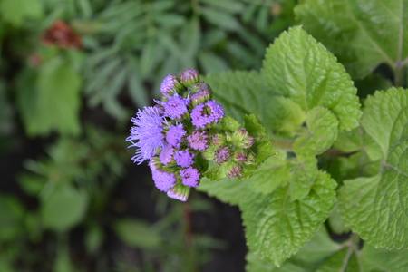 Ageratum Mexican. Ageratum houstonianum. Ageratum houstonianum. Garden plants. Flower. Close-up. Verticalの写真素材