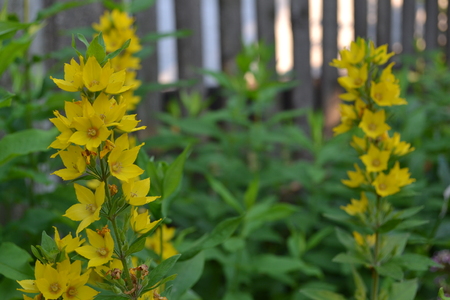 Lysimachia vulgaris. Lysimachia vulgaris. Yellow flowers. Close-up. Flowerbed. Garden. Solar flowers. Horizontal photoの写真素材