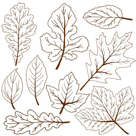 Vector drawings. Set of brown autumn leaves. Outline drawingのイラスト素材