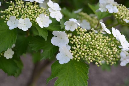 Viburnum, a genus of woody flowering plants Adoxaceae. Useful. White flowersの写真素材