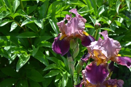 Home garden, flower bed. Luxurious purple flower. Iris. Perennial rhizomatous plant of the Iris...