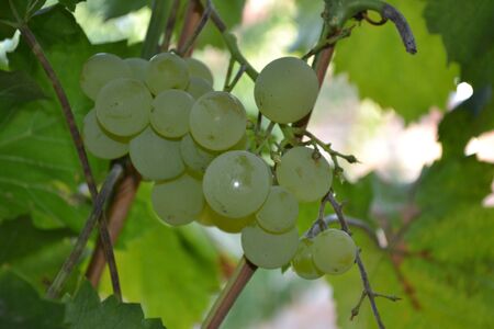 Autumn landscape. Juicy bunches of grapes. Delicious ripe fruits. Green grapesの写真素材
