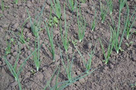 Onion, green sprouts on a black background. Spring day, home garden. Farm, field. Allium sepa. Perennial herb, family Alliaceae. Widespread vegetable cultureの写真素材