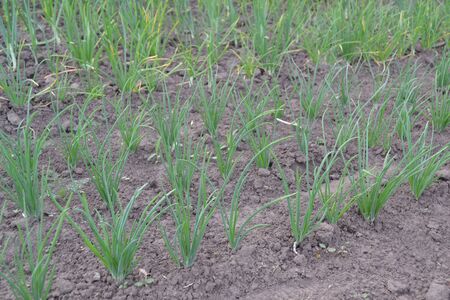 Onion bulb, green sprouts on a black background. Widespread vegetable culture. Spring day, home garden. Farm. Allium sepa. Perennial herb, family Alliaceaeの写真素材