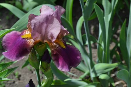Home bed. Luxurious purple flower. Iris. Perennial rhizomatous plant of the Iris family (Iridaceae)の写真素材