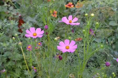 Sunny day. Homemade. Cosmos, a genus of annual and perennial herbaceous plants of the family Asteraceae. Flower bed, beautiful gentle plants. Pink flowersの写真素材