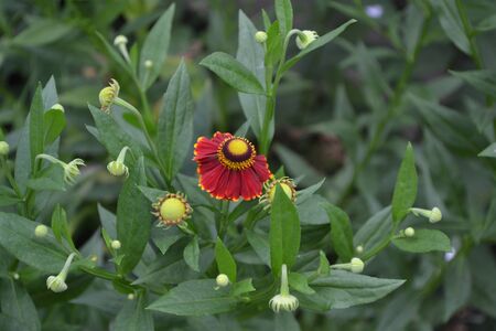 Beautiful summer flower. Home garden, flower bed. Helenium Konigstiger. Helenium. Helenium...