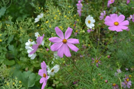 Homemade plant. Cosmos, a genus of annual and perennial herbaceous plants of the family Asteraceae. Flower bed. Pink flowersの写真素材