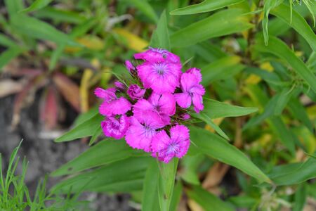 Small tender inflorescences. Nice smell. Bright colorful background from green leaves. Carnation Cloves Turkish. Dianthus barbatus. Close-upの写真素材